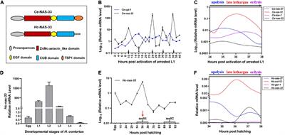 A Zinc Metalloprotease nas-33 Is Required for Molting and Survival in Parasitic Nematode <mark class="highlighted">Haemonchus contortus</mark>